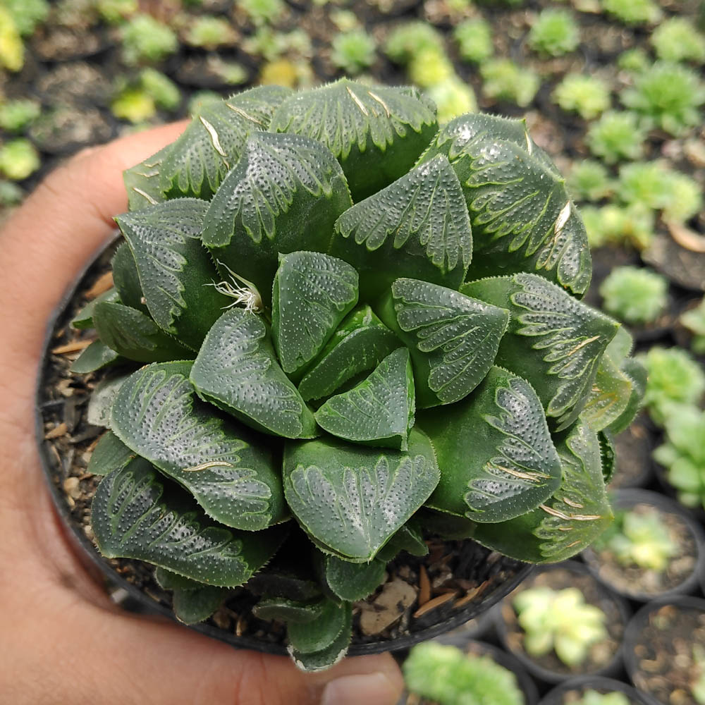 kaktus.id