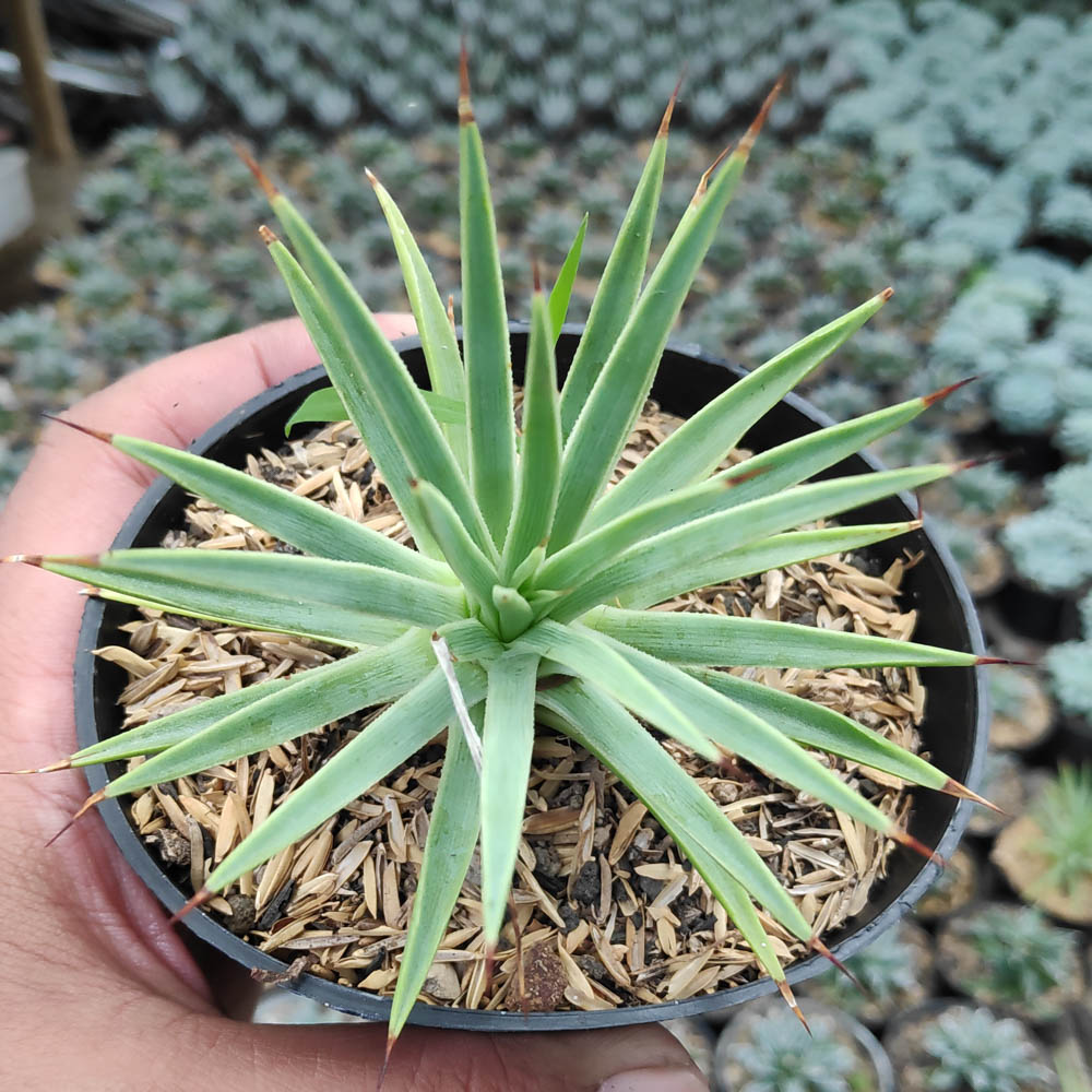kaktus.id