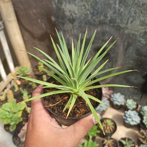Agave Stricta, real gallery image #4 plants. Picture taken directly from kaktus.id community Agave farmer green houses.