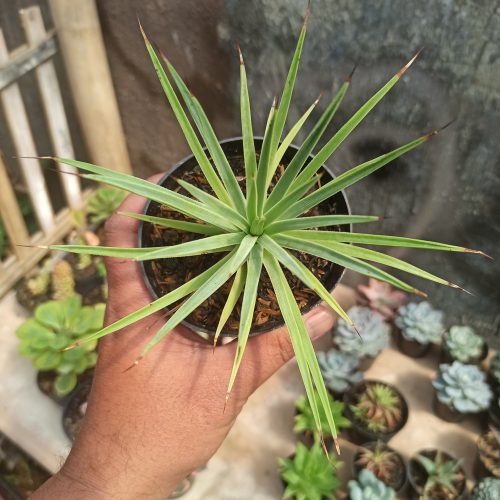 Agave Stricta, real gallery image #8 plants. Picture taken directly from kaktus.id community Agave farmer green houses.
