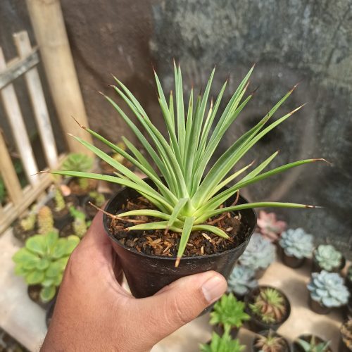Agave Stricta, real gallery image #6 plants. Picture taken directly from kaktus.id community Agave farmer green houses.