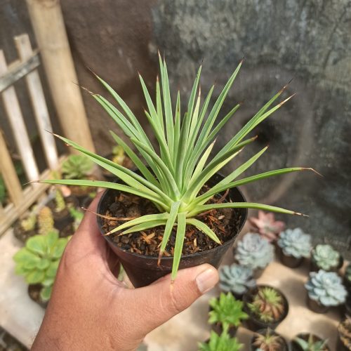 Agave Stricta, real gallery image #9 plants. Picture taken directly from kaktus.id community Agave farmer green houses.