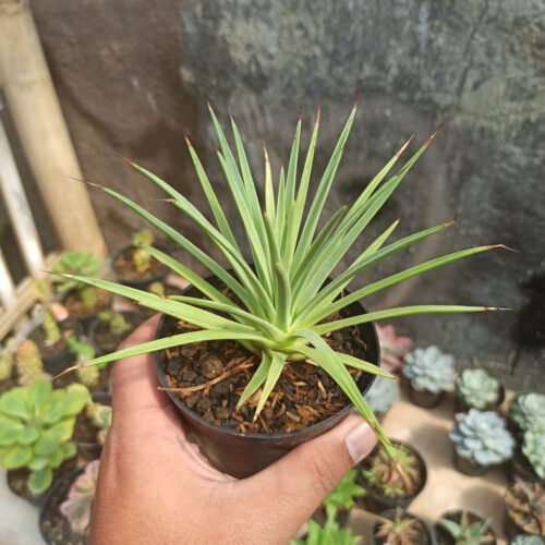 Agave Stricta, real gallery image #2 plants. Picture taken directly from kaktus.id community Agave farmer green houses.