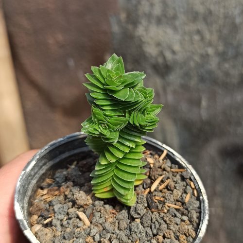 Crassula Estagnol, real gallery image #3 plants. Picture taken directly from kaktus.id community Crassula farmer green houses.