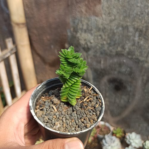 Crassula Estagnol, real gallery image #2 plants. Picture taken directly from kaktus.id community Crassula farmer green houses.