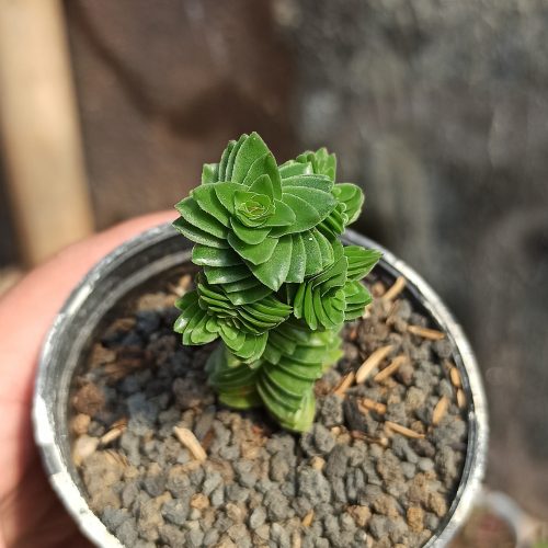Crassula Estagnol, real gallery image #4 plants. Picture taken directly from kaktus.id community Crassula farmer green houses.