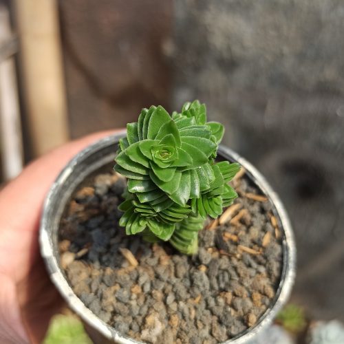 Crassula Estagnol, real gallery image #5 plants. Picture taken directly from kaktus.id community Crassula farmer green houses.