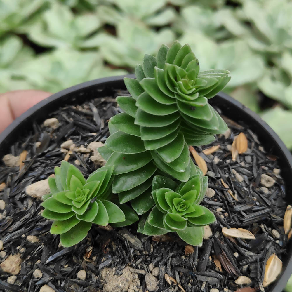 kaktus.id