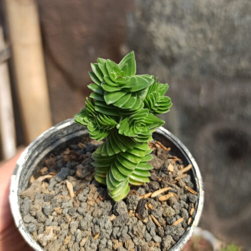 253. Crassula Estagnol ( Appendix II – Special Permit Needed* )