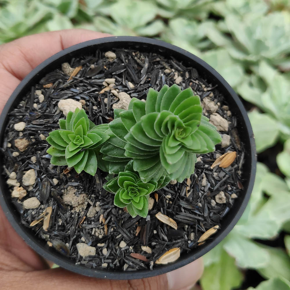 kaktus.id