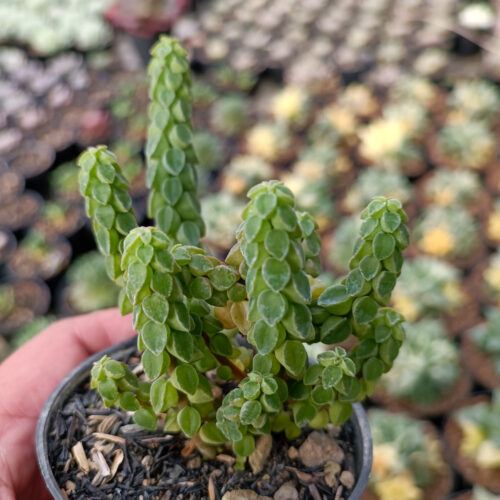 Peperomia Columella, real gallery image #7 plants. Picture taken directly from kaktus.id community Peperomia farmer green houses.