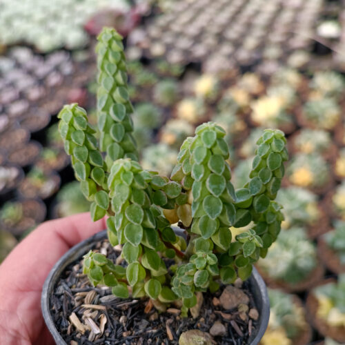 Peperomia Columella, real gallery image #9 plants. Picture taken directly from kaktus.id community Peperomia farmer green houses.