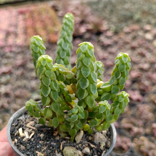 Peperomia Columella, real gallery image #8 plants. Picture taken directly from kaktus.id community Peperomia farmer green houses.