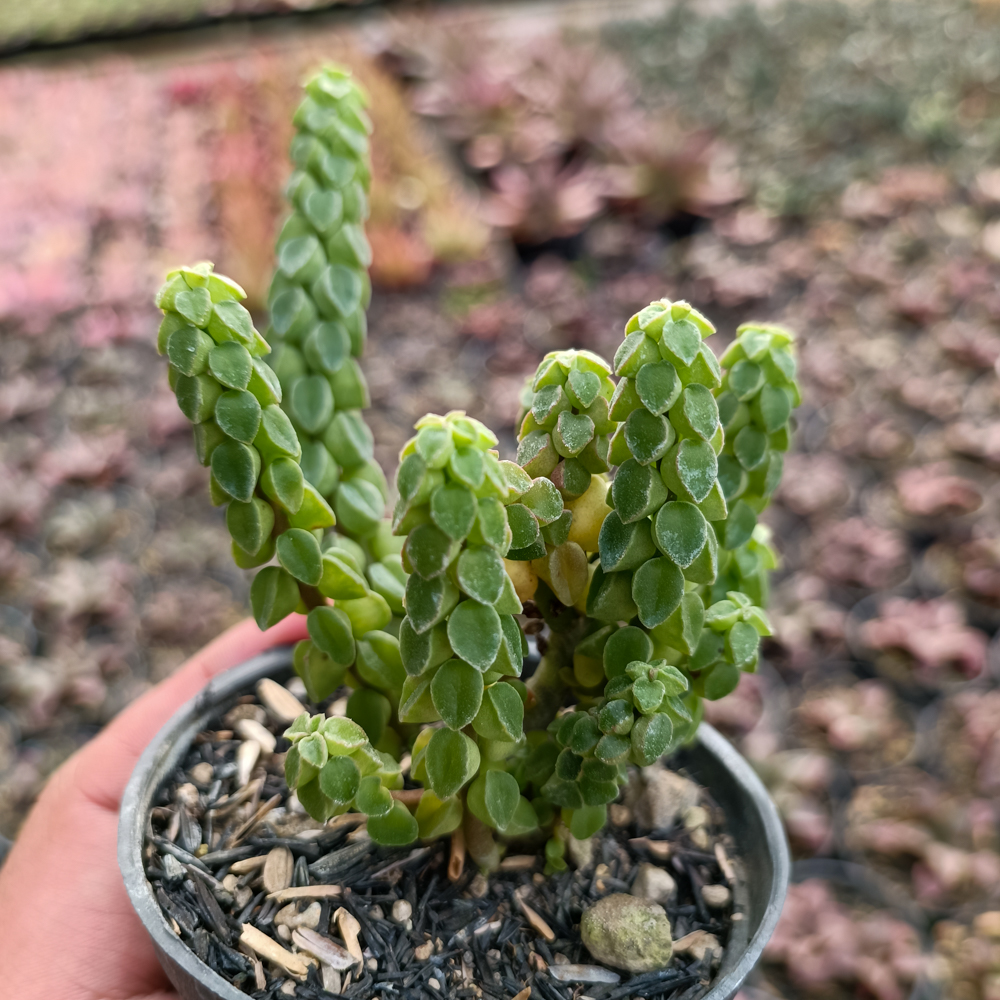 kaktus.id