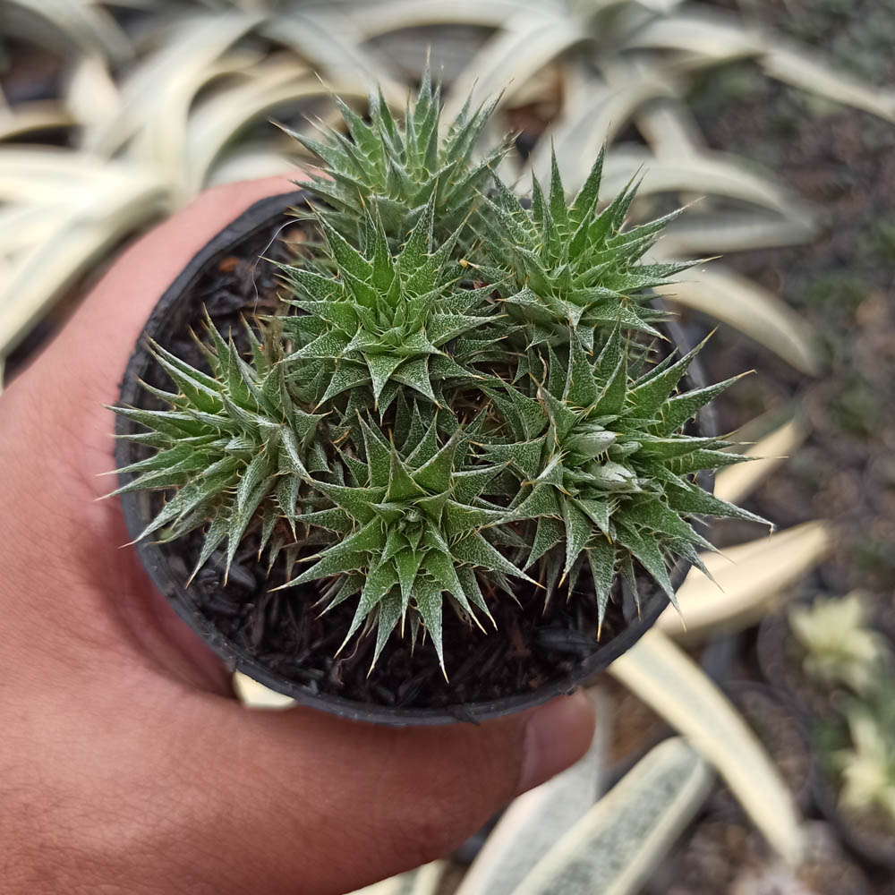 kaktus.id