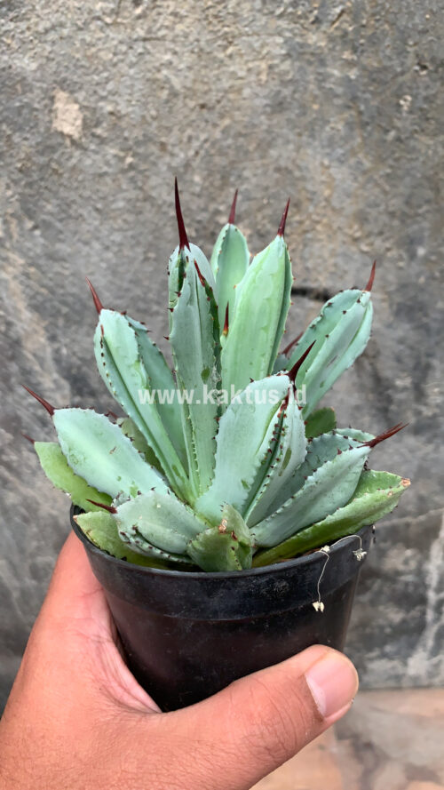 Agave Potatorum CV. Cubic, real gallery image #26 plants. Picture taken directly from kaktus.id community Agave farmer green houses.