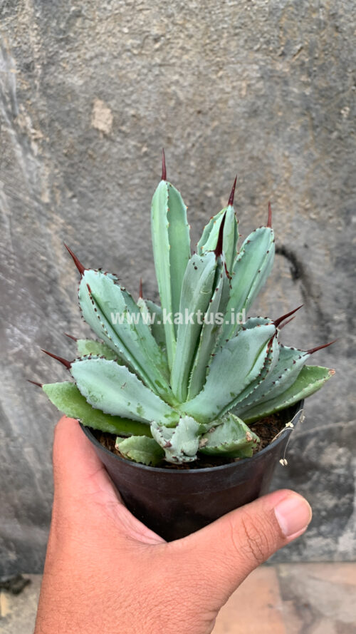 Agave Potatorum CV. Cubic, real gallery image #56 plants. Picture taken directly from kaktus.id community Agave farmer green houses.