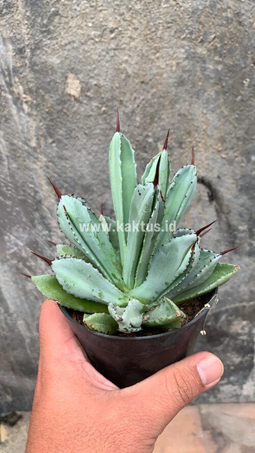 Agave Potatorum CV. Cubic, real gallery image #55 plants. Picture taken directly from kaktus.id community Agave farmer green houses.