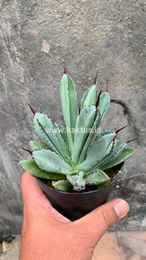 Agave Potatorum CV. Cubic, real gallery image #25 plants. Picture taken directly from kaktus.id community Agave farmer green houses.