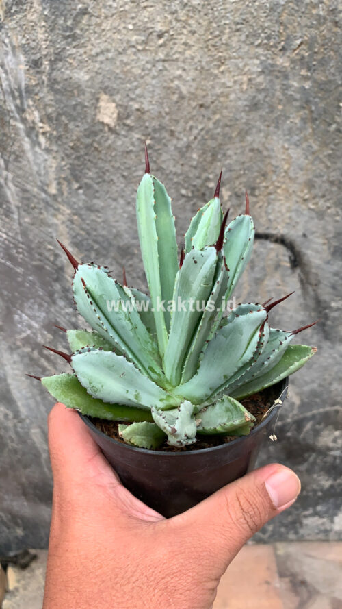Agave Potatorum CV. Cubic, real gallery image #54 plants. Picture taken directly from kaktus.id community Agave farmer green houses.