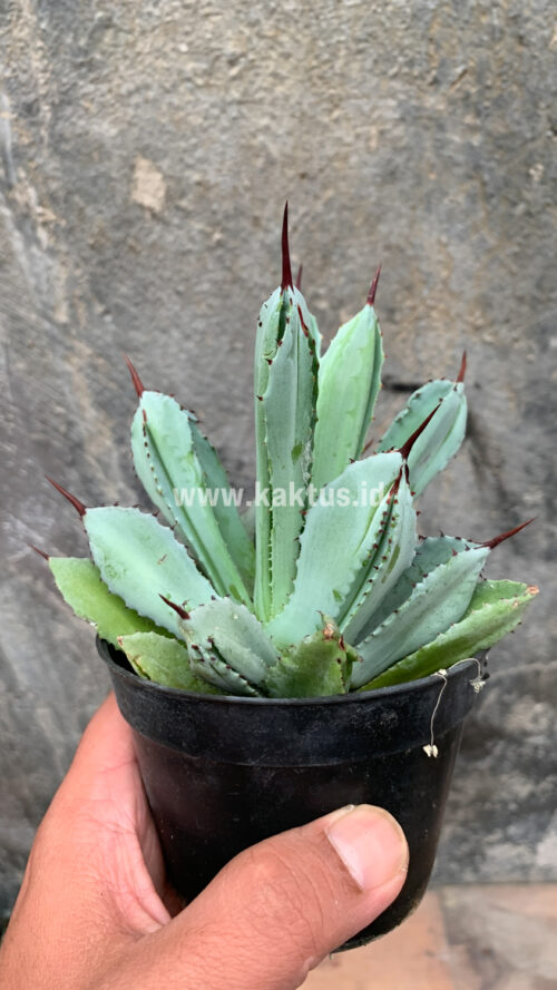Agave Potatorum CV. Cubic, real gallery image #52 plants. Picture taken directly from kaktus.id community Agave farmer green houses.