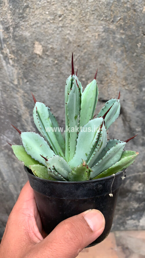 Agave Potatorum CV. Cubic, real gallery image #10 plants. Picture taken directly from kaktus.id community Agave farmer green houses.