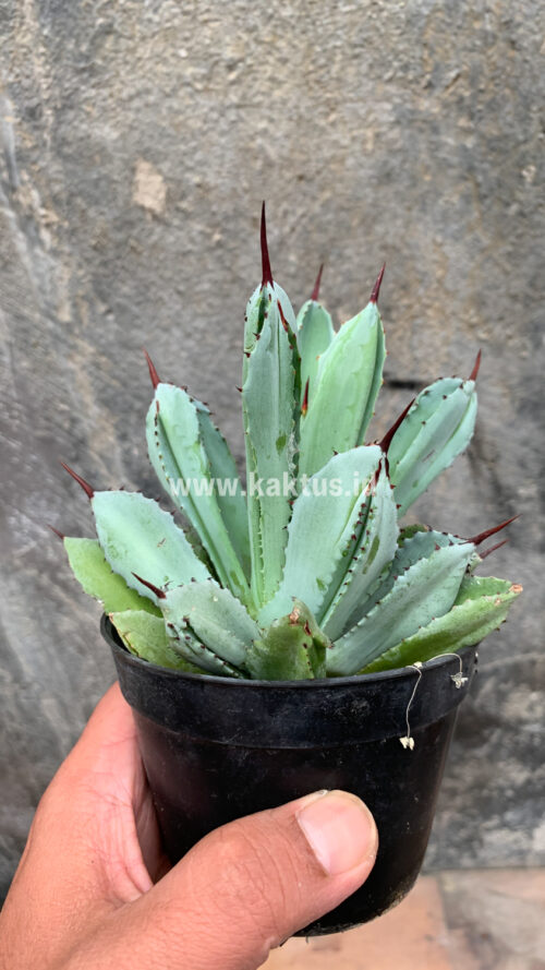 Agave Potatorum CV. Cubic, real gallery image #51 plants. Picture taken directly from kaktus.id community Agave farmer green houses.