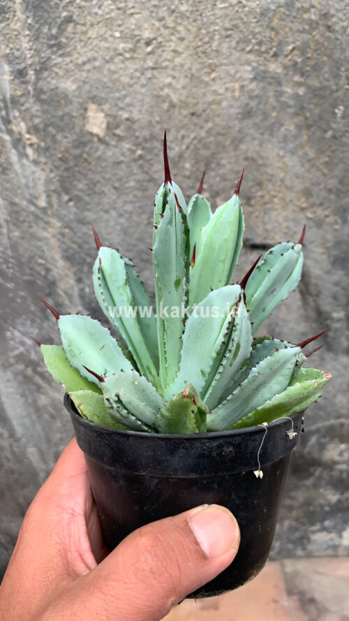 Agave Potatorum CV. Cubic, real gallery image #11 plants. Picture taken directly from kaktus.id community Agave farmer green houses.