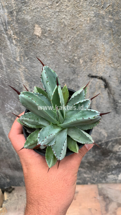 Agave Potatorum CV. Cubic, real gallery image #8 plants. Picture taken directly from kaktus.id community Agave farmer green houses.