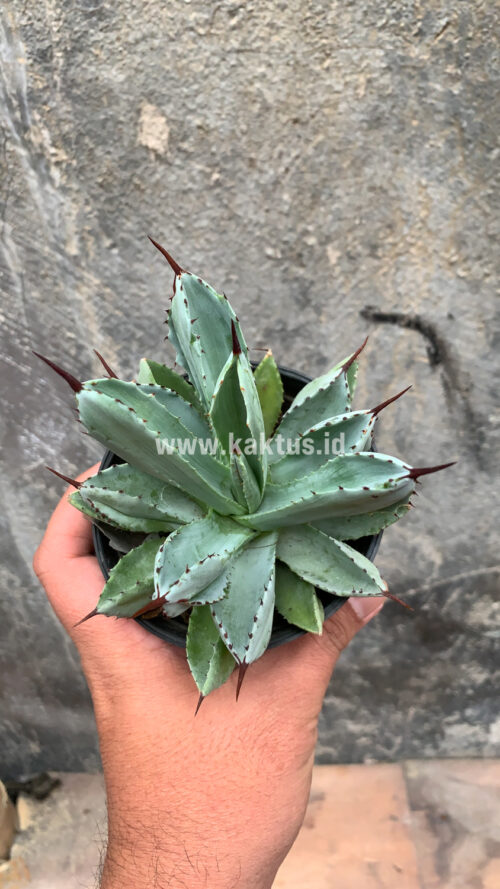 Agave Potatorum CV. Cubic, real gallery image #50 plants. Picture taken directly from kaktus.id community Agave farmer green houses.