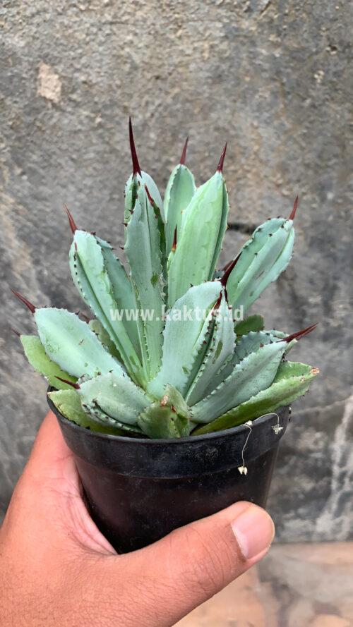 Agave Potatorum CV. Cubic, real gallery image #9 plants. Picture taken directly from kaktus.id community Agave farmer green houses.