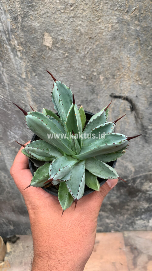 Agave Potatorum CV. Cubic, real gallery image #49 plants. Picture taken directly from kaktus.id community Agave farmer green houses.