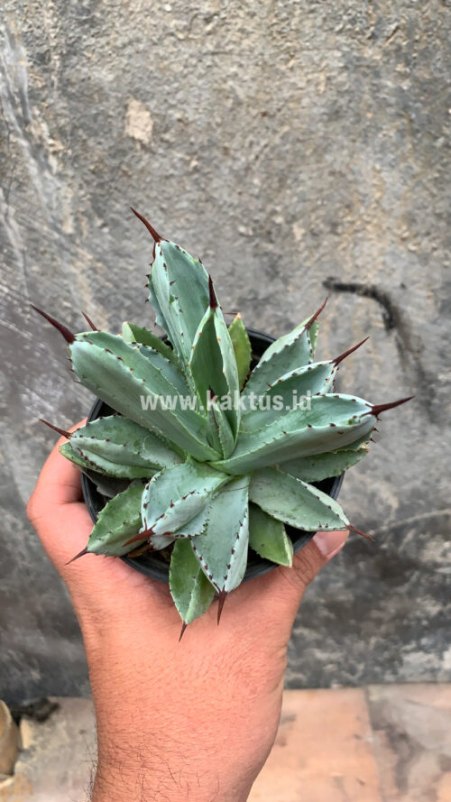 Agave Potatorum CV. Cubic, real gallery image #46 plants. Picture taken directly from kaktus.id community Agave farmer green houses.