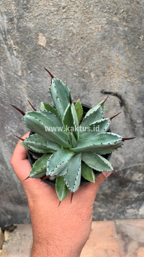 Agave Potatorum CV. Cubic, real gallery image #45 plants. Picture taken directly from kaktus.id community Agave farmer green houses.