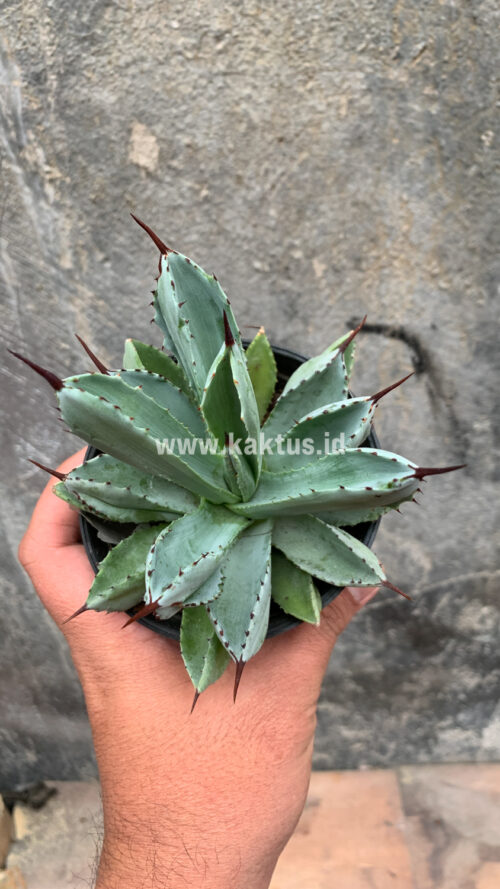 Agave Potatorum CV. Cubic, real gallery image #44 plants. Picture taken directly from kaktus.id community Agave farmer green houses.