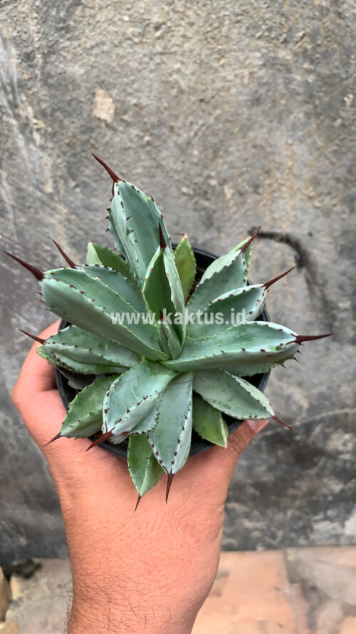 Agave Potatorum CV. Cubic, real gallery image #59 plants. Picture taken directly from kaktus.id community Agave farmer green houses.