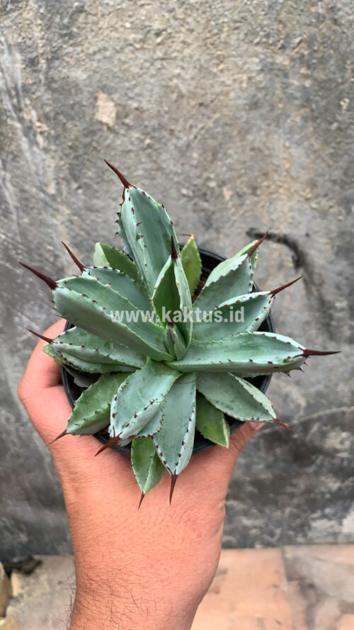 Agave Potatorum CV. Cubic, real gallery image #42 plants. Picture taken directly from kaktus.id community Agave farmer green houses.