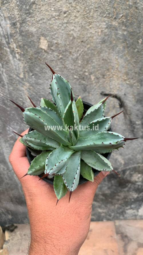 Agave Potatorum CV. Cubic, real gallery image #41 plants. Picture taken directly from kaktus.id community Agave farmer green houses.