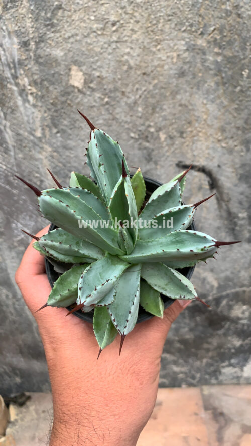 Agave Potatorum CV. Cubic, real gallery image #40 plants. Picture taken directly from kaktus.id community Agave farmer green houses.