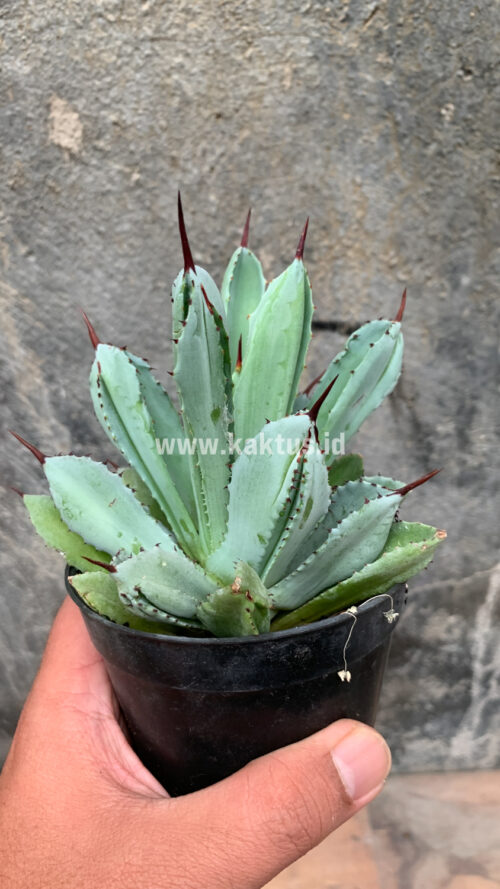 Agave Potatorum CV. Cubic, real gallery image #28 plants. Picture taken directly from kaktus.id community Agave farmer green houses.