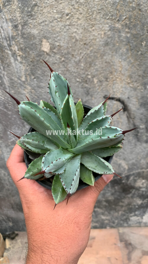 Agave Potatorum CV. Cubic, real gallery image #39 plants. Picture taken directly from kaktus.id community Agave farmer green houses.