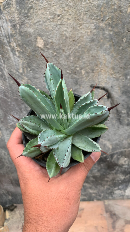 Agave Potatorum CV. Cubic, real gallery image #37 plants. Picture taken directly from kaktus.id community Agave farmer green houses.