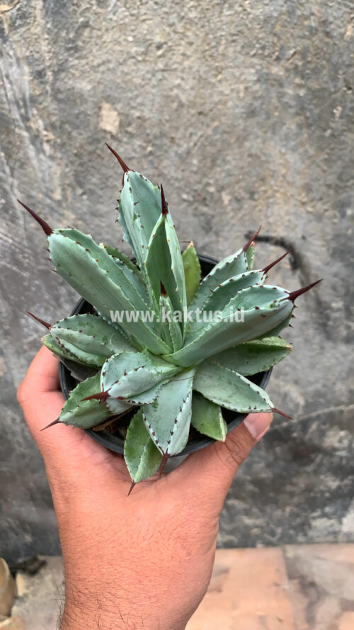 Agave Potatorum CV. Cubic, real gallery image #36 plants. Picture taken directly from kaktus.id community Agave farmer green houses.