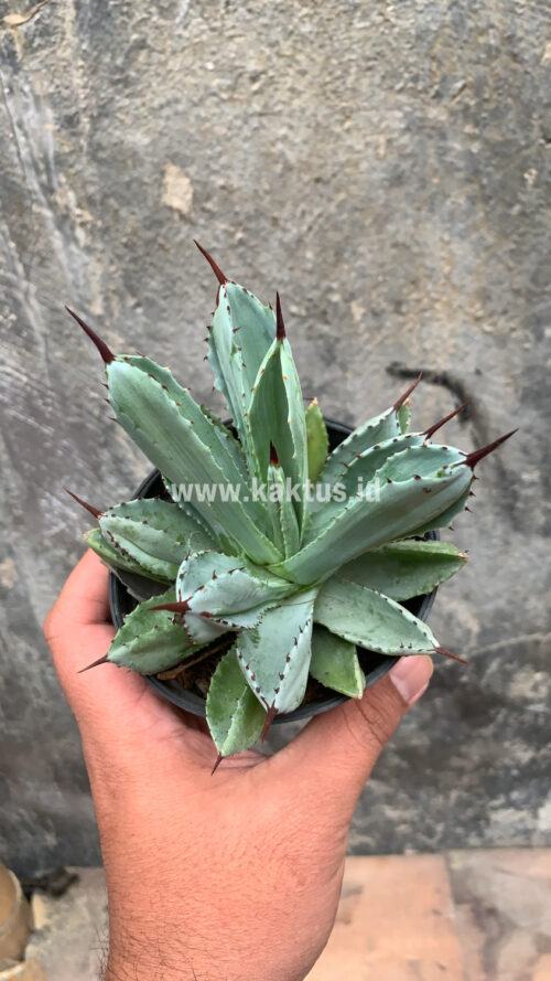 Agave Potatorum CV. Cubic, real gallery image #33 plants. Picture taken directly from kaktus.id community Agave farmer green houses.
