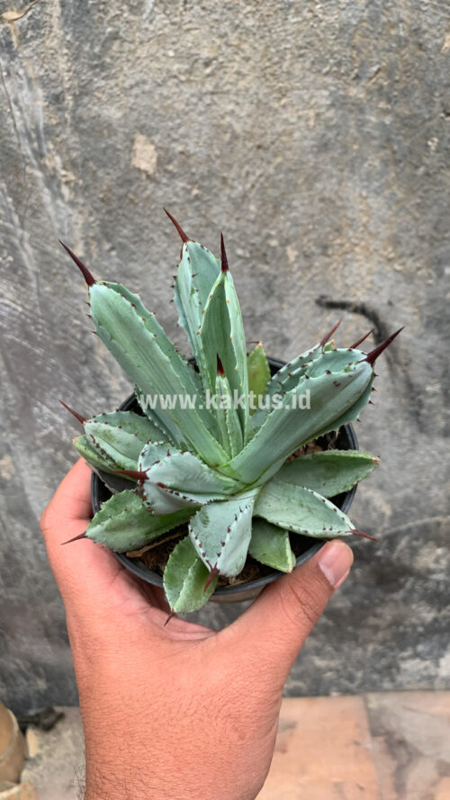 Agave Potatorum CV. Cubic, real gallery image #12 plants. Picture taken directly from kaktus.id community Agave farmer green houses.