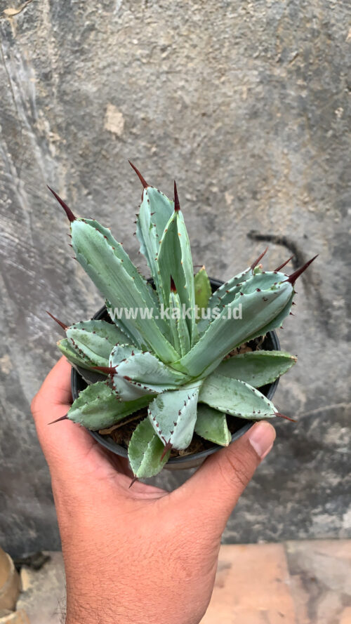 Agave Potatorum CV. Cubic, real gallery image #31 plants. Picture taken directly from kaktus.id community Agave farmer green houses.