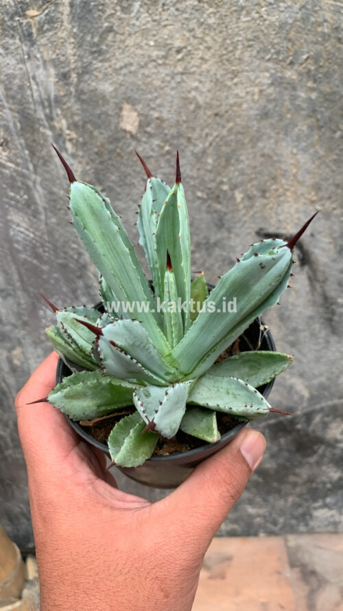 Agave Potatorum CV. Cubic, real gallery image #30 plants. Picture taken directly from kaktus.id community Agave farmer green houses.