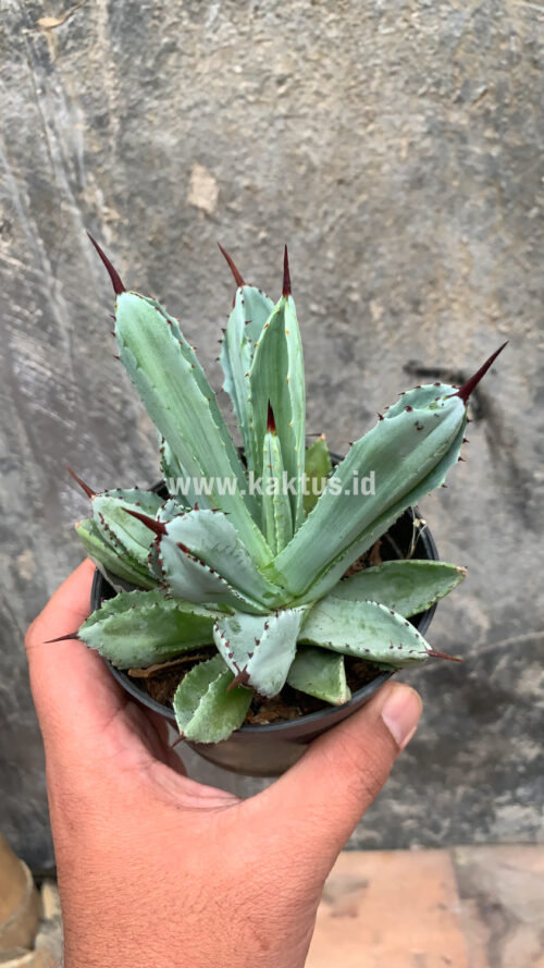 Agave Potatorum CV. Cubic, real gallery image #29 plants. Picture taken directly from kaktus.id community Agave farmer green houses.