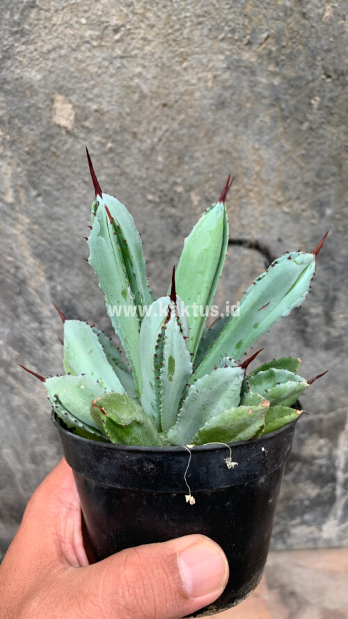 Agave Potatorum CV. Cubic, real gallery image #63 plants. Picture taken directly from kaktus.id community Agave farmer green houses.