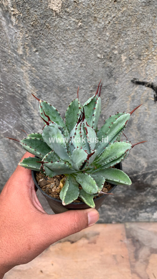 Agave Potatorum CV. Cubic, real gallery image #27 plants. Picture taken directly from kaktus.id community Agave farmer green houses.